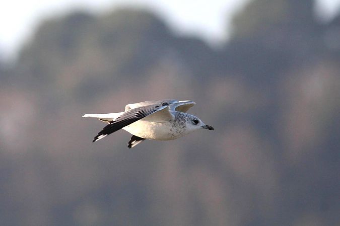 Gavina  - Guido Premuda