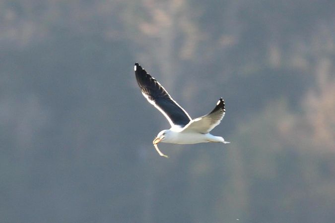 Zafferano intermedio  - Guido Premuda