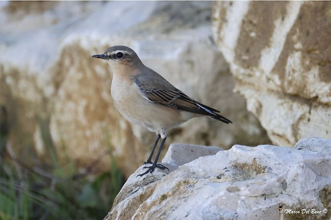 Culbianco  - Del Bene Marco