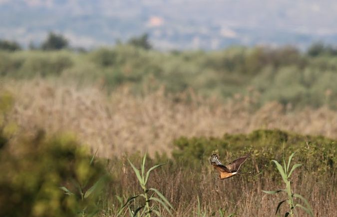 Albanella pallida  - Ursula Scuderi