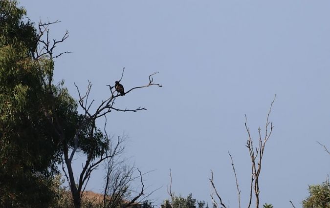 Aquila anatraia minore  - Ursula Scuderi