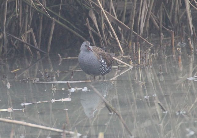 Porciglione  - Alessio Mannello