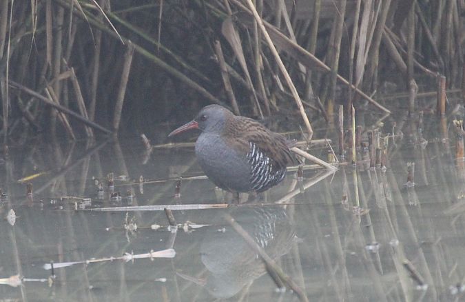 Porciglione  - Alessio Mannello