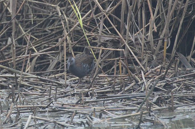 Porciglione  - Alessio Mannello