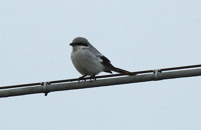 Averla maggiore  - Alessio Mannello