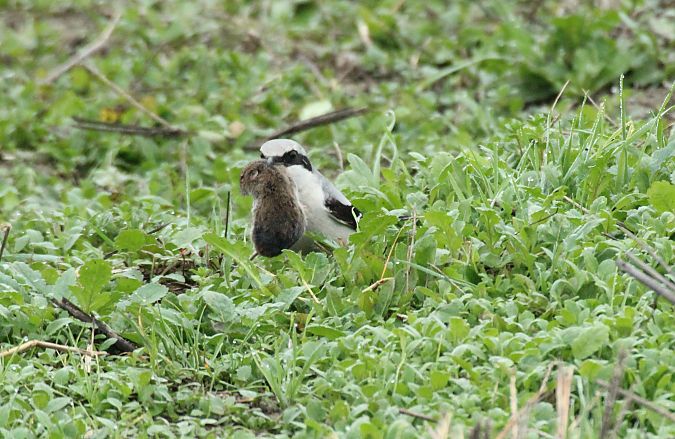 Averla maggiore  - Alessio Mannello