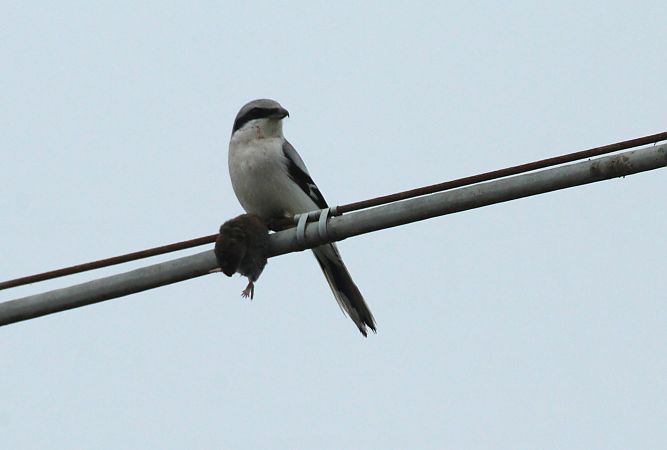 Averla maggiore  - Alessio Mannello