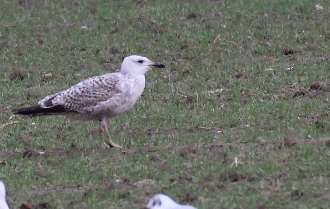 Gabbiano pontico  - Alessio Mannello