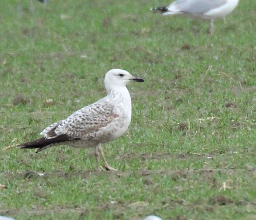 Gabbiano pontico  - Alessio Mannello