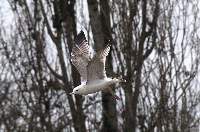 Gabbiano pontico  - Alessio Mannello