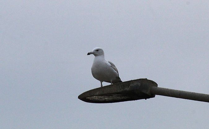 Gabbiano pontico  - Alessio Mannello