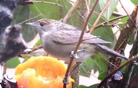 Capinera  - Patrizio Gigli