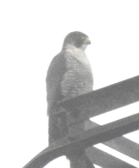 Falco pellegrino  - Patrizio Gigli