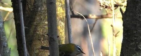 Fiorrancino  - Patrizio Gigli