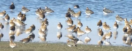 Piviere dorato  - Patrizio Gigli