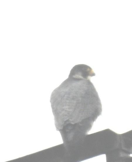 Falco pellegrino  - Patrizio Gigli