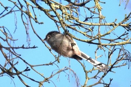 Mésange à longue queue  - Patrizio Gigli