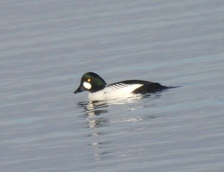 Quattrocchi  - Patrizio Gigli