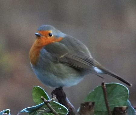 Pettirosso  - Patrizio Gigli