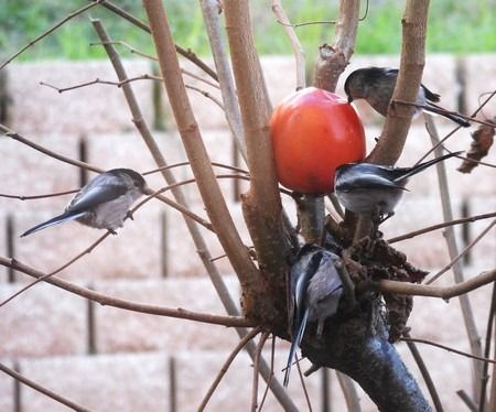 Codibugnolo  - Patrizio Gigli