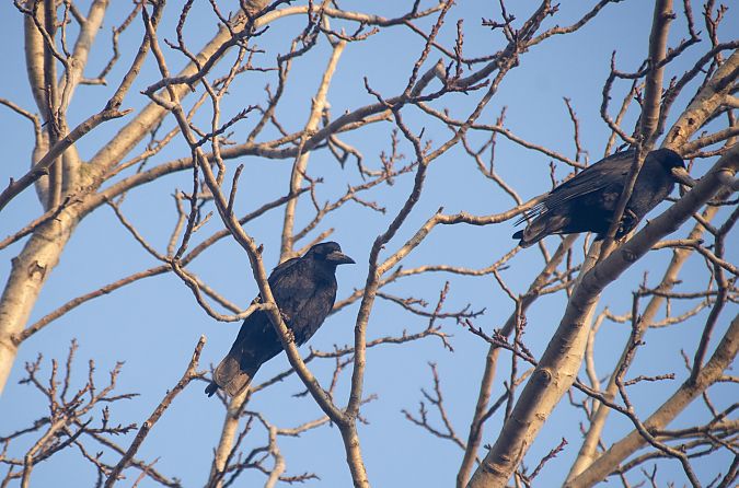 Corvo comune  - Alan Morassut