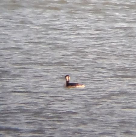 Svasso cornuto  - Pietro Scarpa