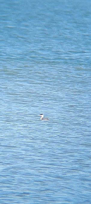 Svasso cornuto  - Pietro Scarpa