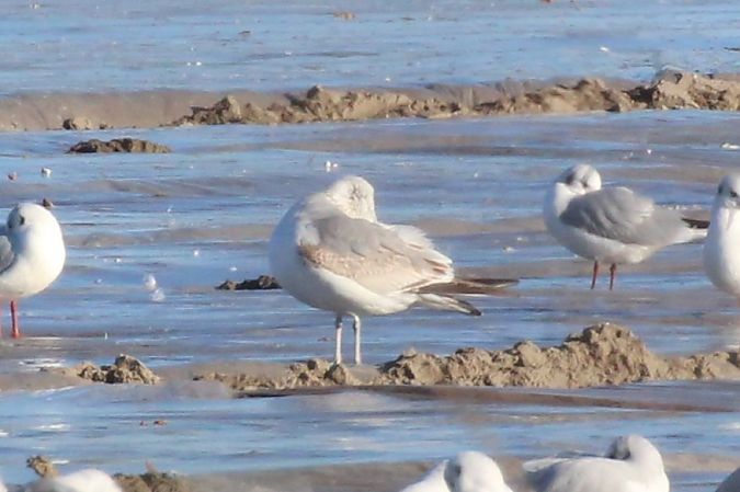 Gavina  - Pietro Scarpa