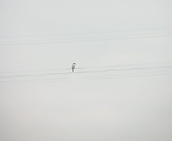 Averla maggiore  - Daniele Ronconi