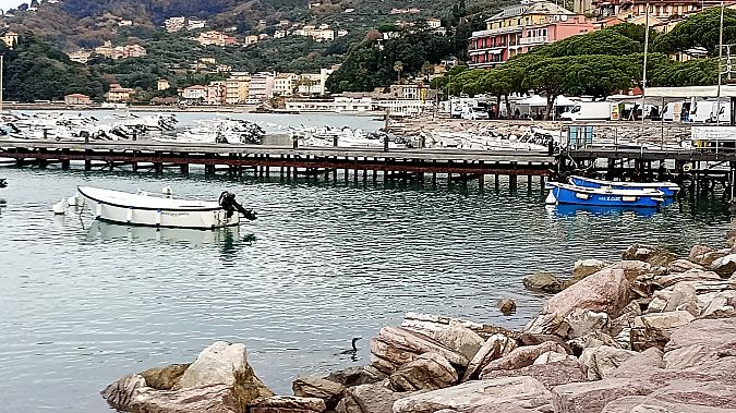 Marangone dal ciuffo  - Daniele Ronconi