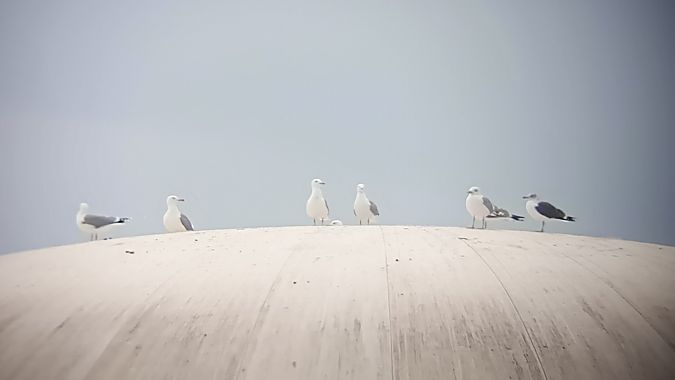 Zafferano  - Daniele Ronconi
