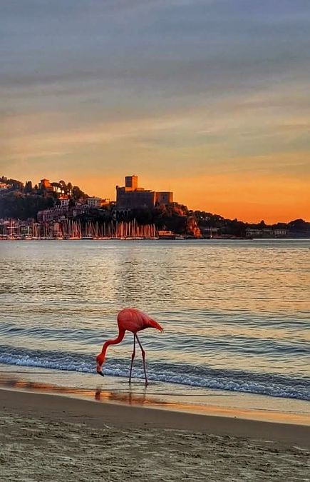 Fenicottero  - Anonimo