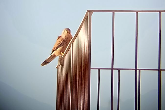 Gheppio  - Daniele Ronconi