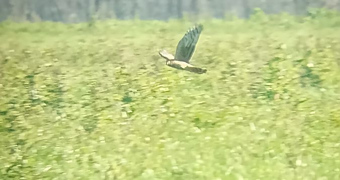 Albanella reale  - Daniele Ronconi