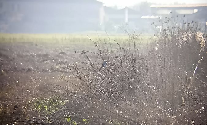 Averla maggiore  - Daniele Ronconi