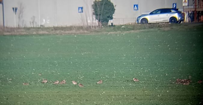 Occhione  - Daniele Ronconi