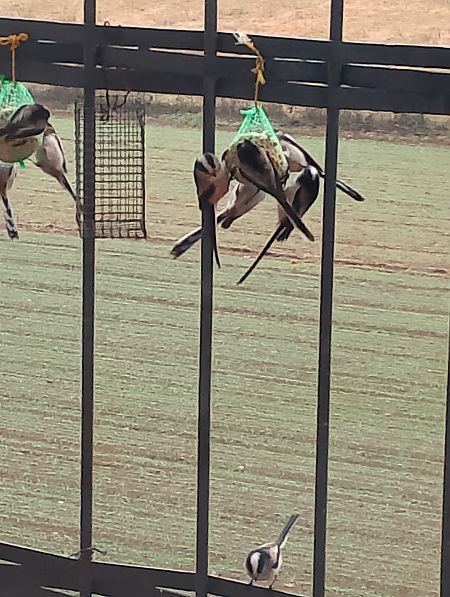 Codibugnolo  - Gabriele Papale