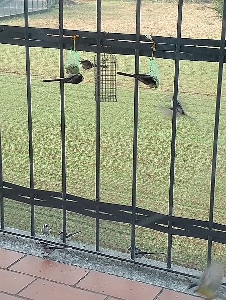 Codibugnolo  - Gabriele Papale