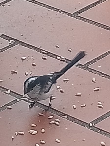 Codibugnolo  - Gabriele Papale