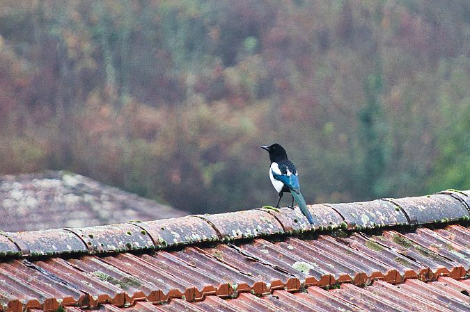 Gazza  - Maria Giovanna Casanova