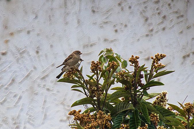 Ibrido Passera d’Italia x europea  - Maria Giovanna Casanova