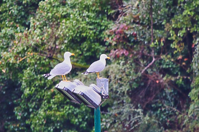 Gabbiano reale  - Maria Giovanna Casanova