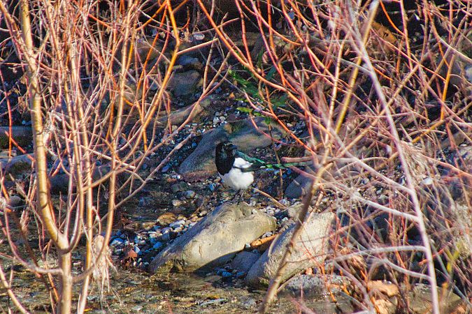 Gazza  - Maria Giovanna Casanova