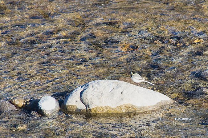 Ballerina bianca  - Maria Giovanna Casanova