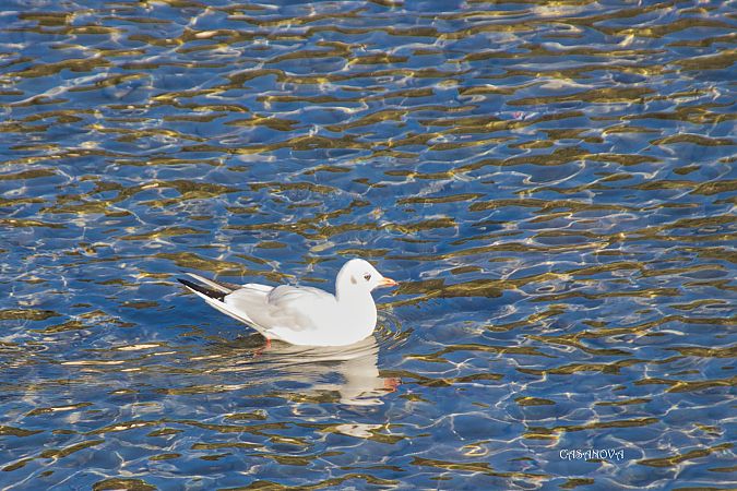 Gabbiano comune  - Maria Giovanna Casanova