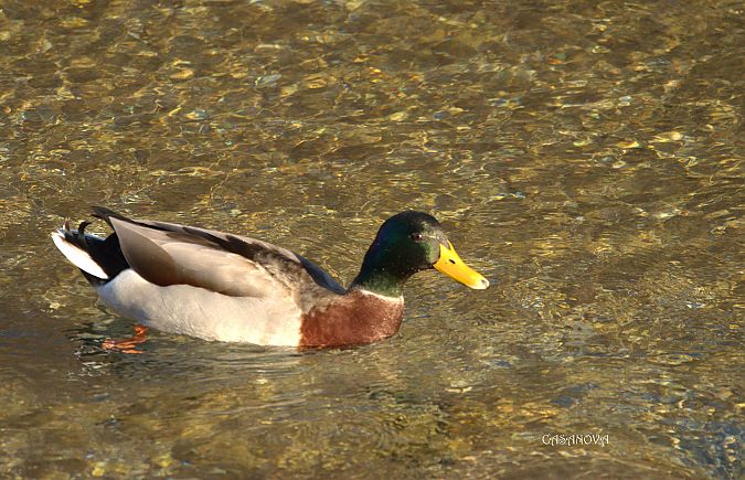 Germano reale  - Maria Giovanna Casanova