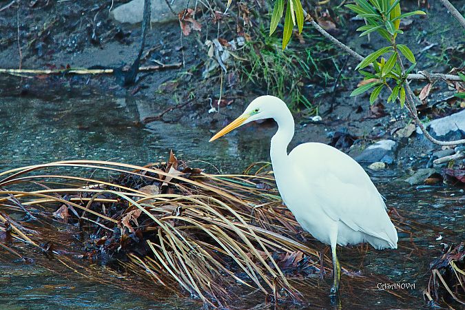 Airone bianco  - Maria Giovanna Casanova