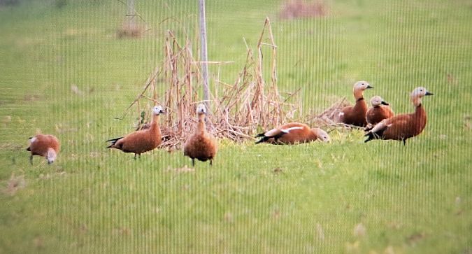 Casarca  - Mauro Golfetto