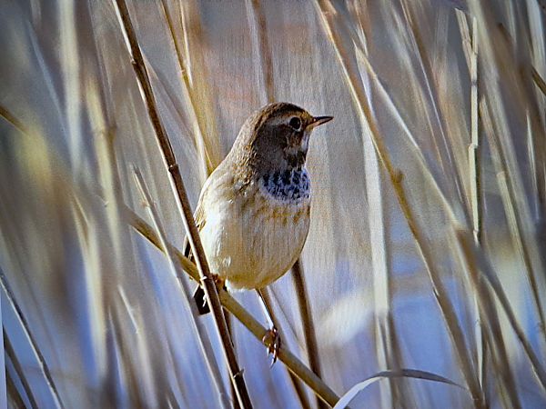 Pettazzurro  - Mauro Golfetto