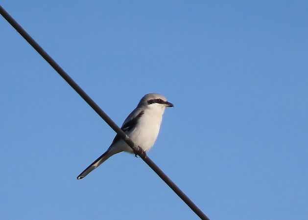 Averla maggiore  - Ernesto Giovanni Occhiato